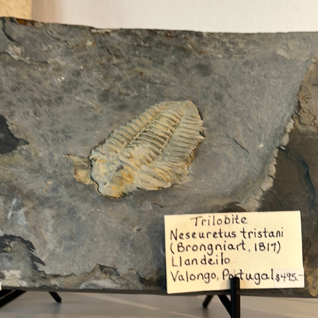 Trilobite - Neseuretus Tristani